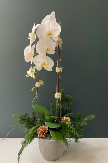 AA_Big white Orchid