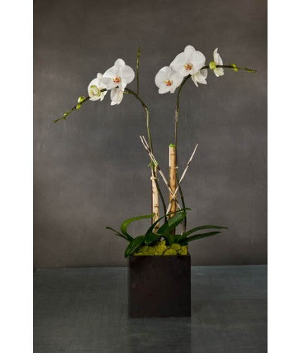 PE-Phalaenopsis Orchid Arrangement