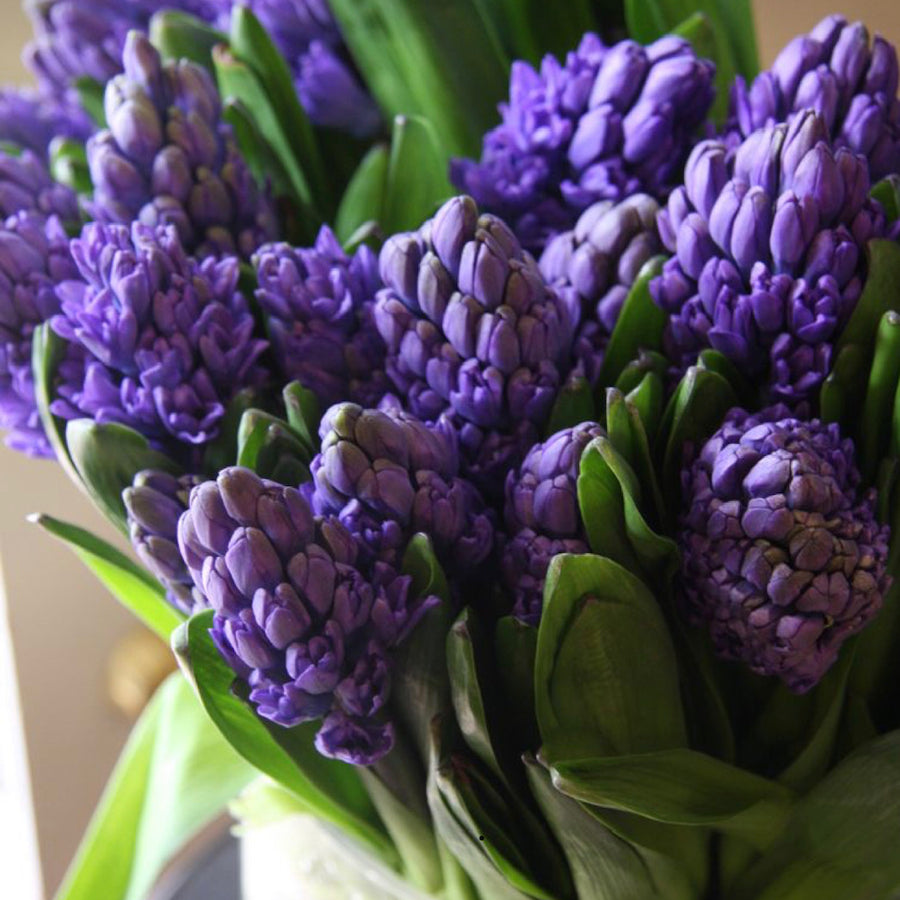 EB-Mixed Hyacinth bouquet