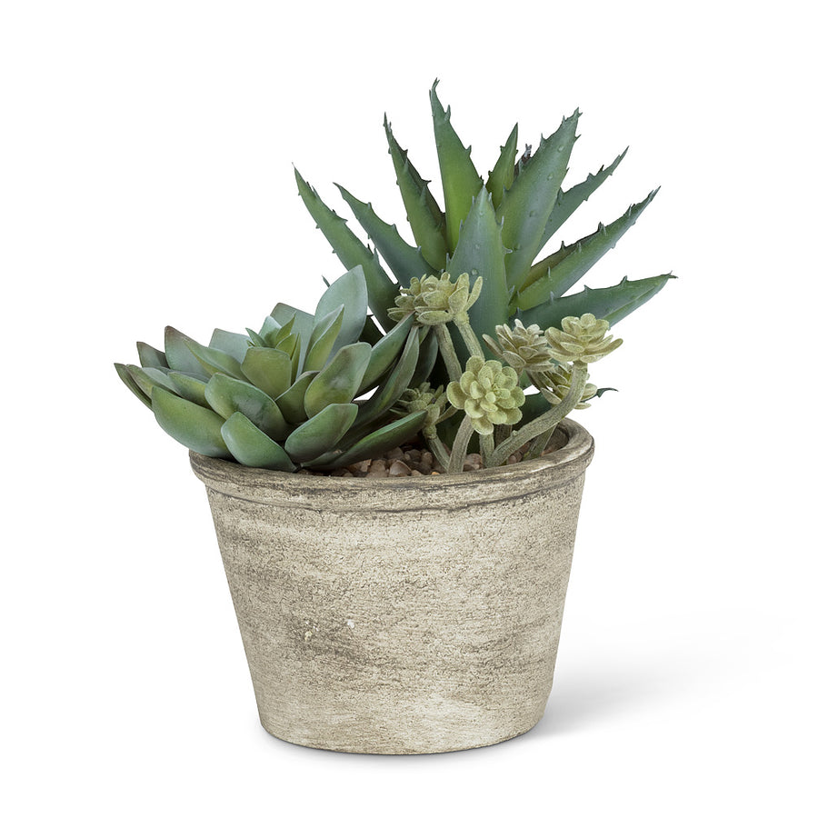 PA-Beautiful  succulent in Pot